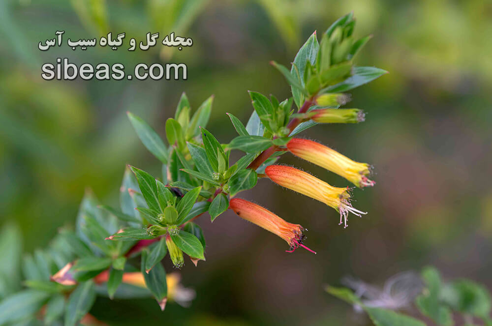 گل آبنباتی | سیب آس