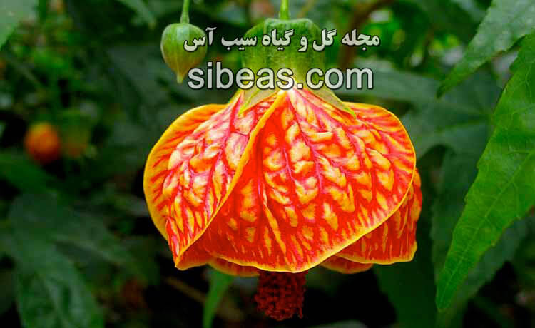 گل آبوتیلون هیبریدوم | سیب آس