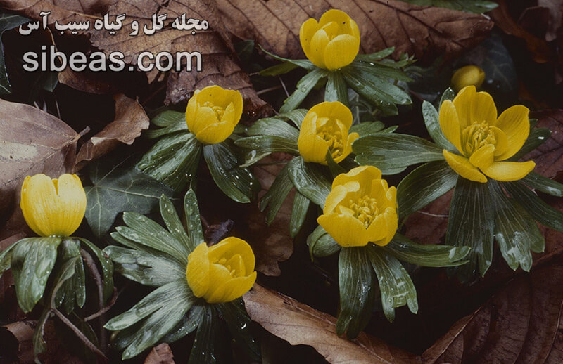 گل آرانتیس | سیب آس