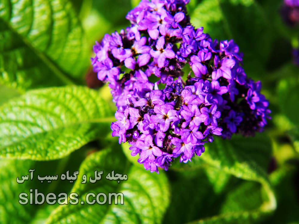گل آفتاب پرست - گل وانیل | سیب آس
