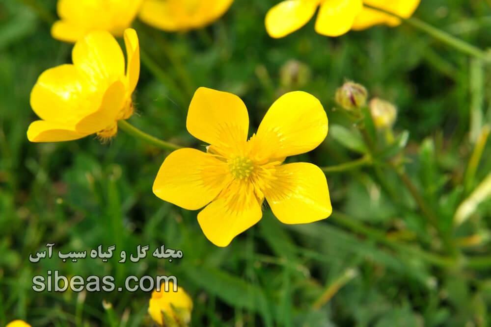 گل آلاله رونده | سیب آس