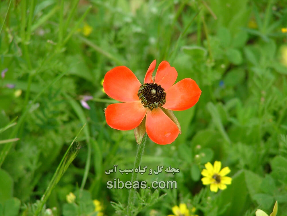 گل آلاله کم پر | سیب آس