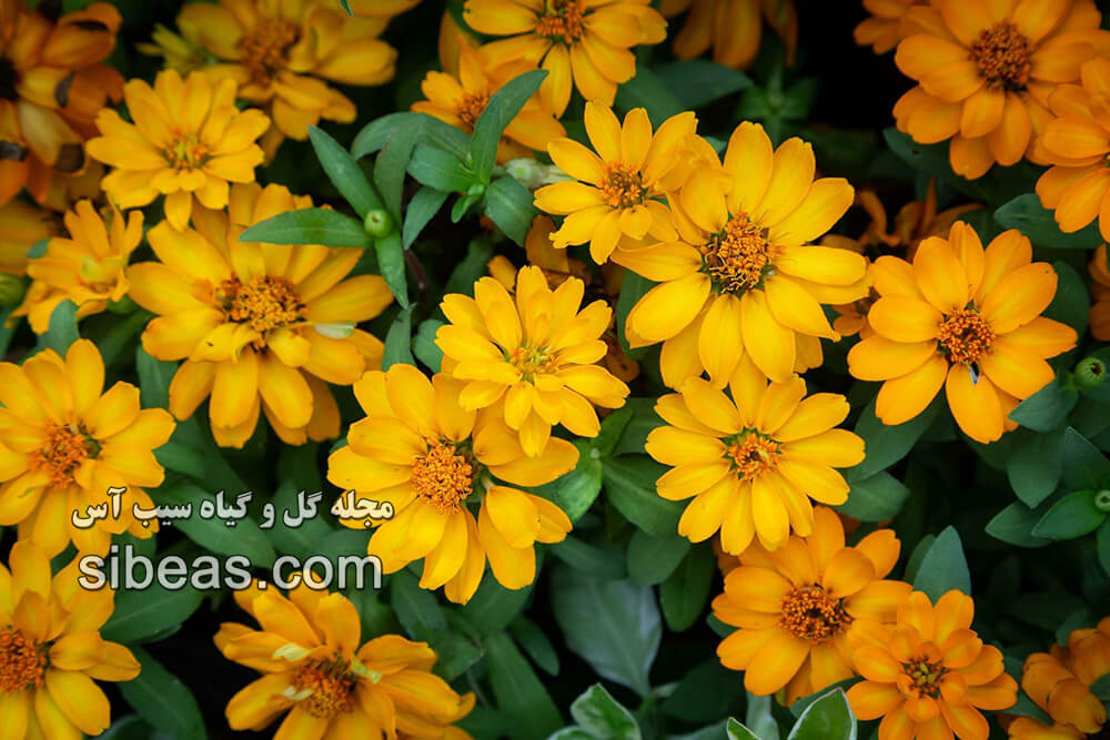 گل آهار برگ باریک | سیب آس
