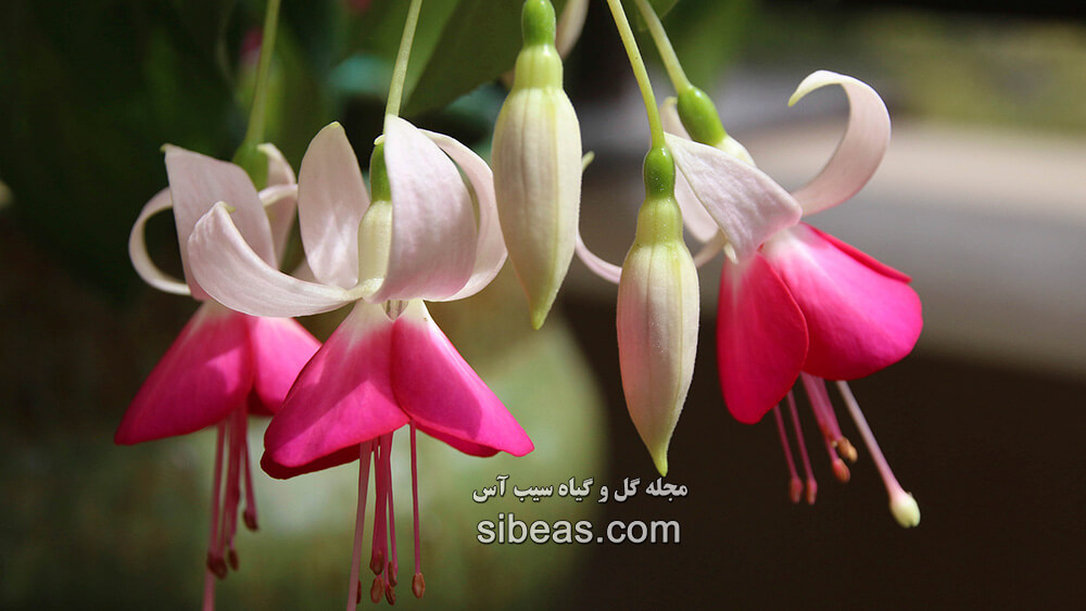 گل آویز | سیب آس