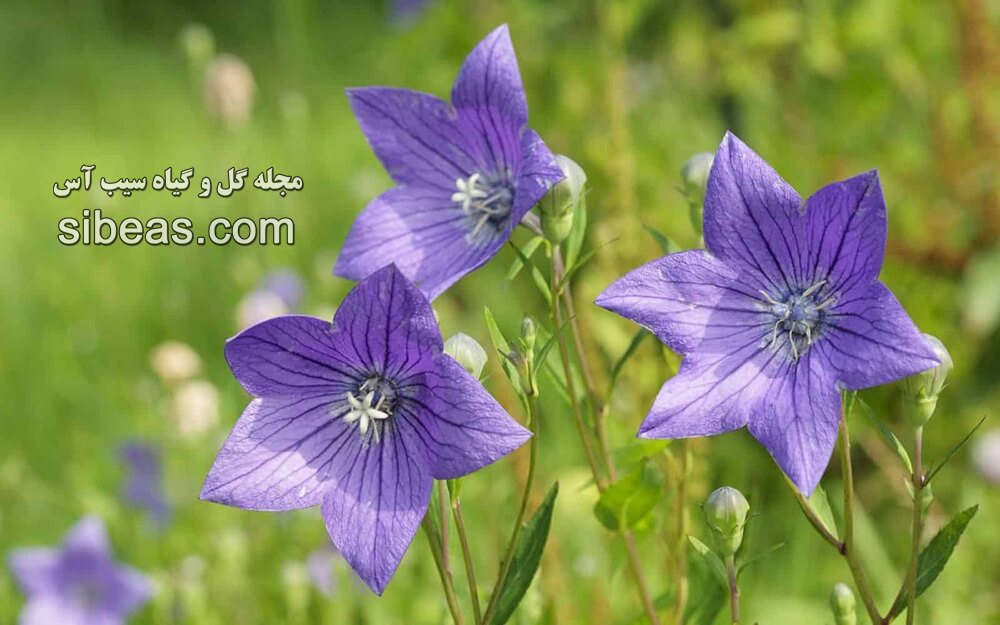 گل استکانی ایتالیایی | سیب آس