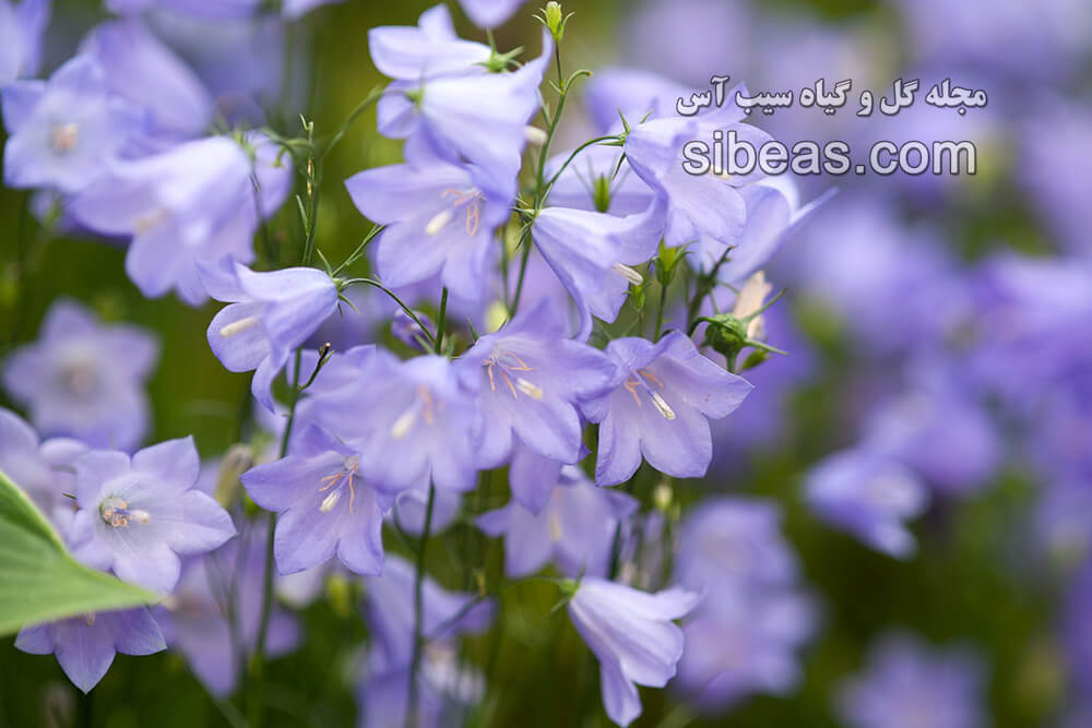 گل استکانی | سیب آس