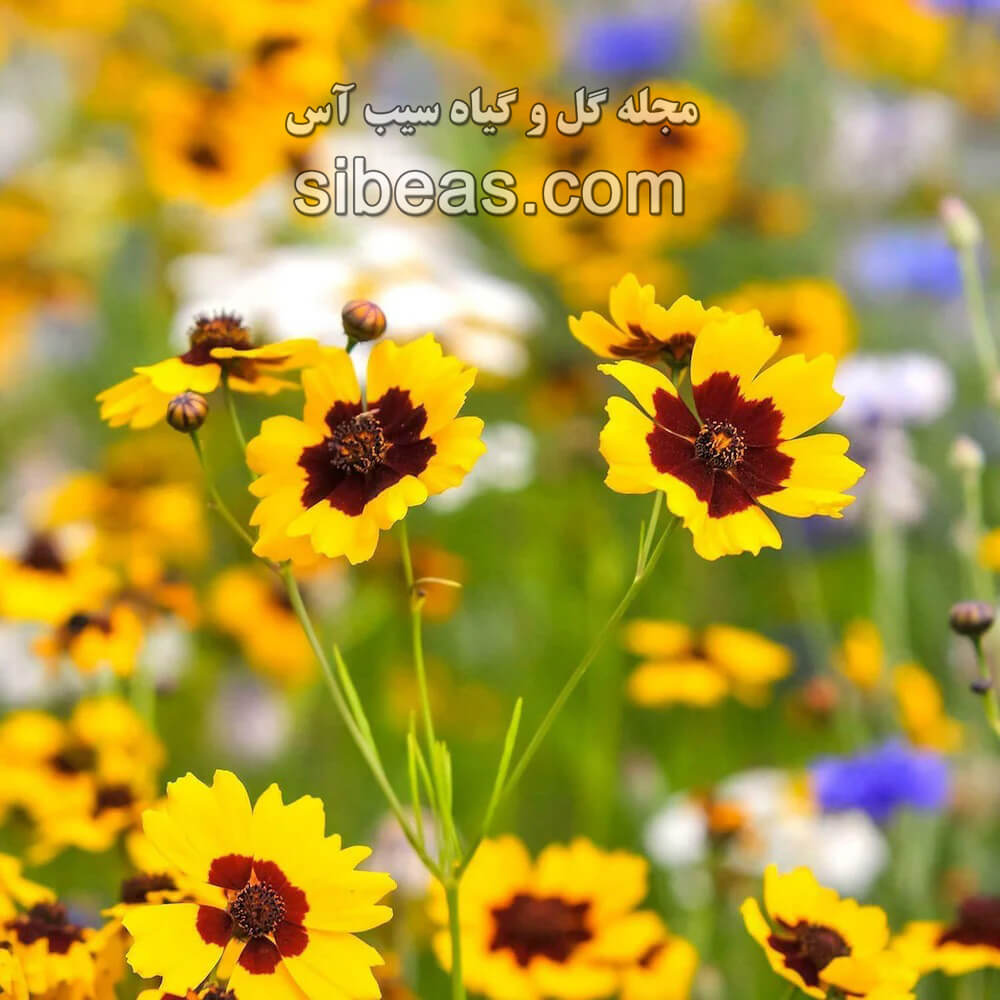 گل اشرفی | سیب آس