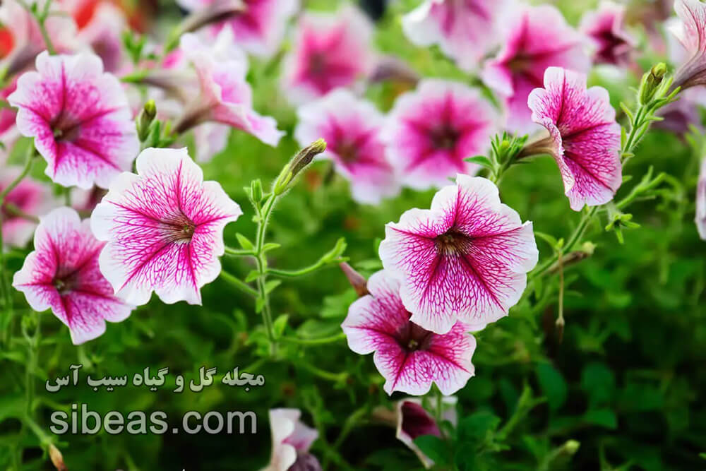 گل اطلسی(آماریلیس) | سیب آس