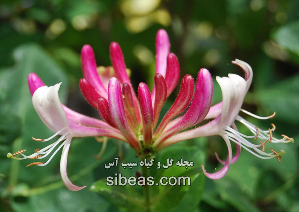 گل امین الدوله ایتالیایی|سیب آس