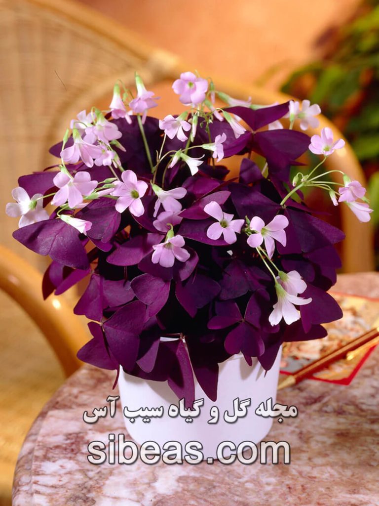 گل اکسالیس(ترشک-گل عشق) | سیب آس