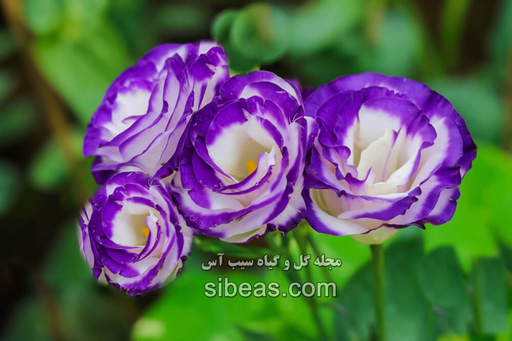 گل ایستوما گرندیفلوروم |سیب آس