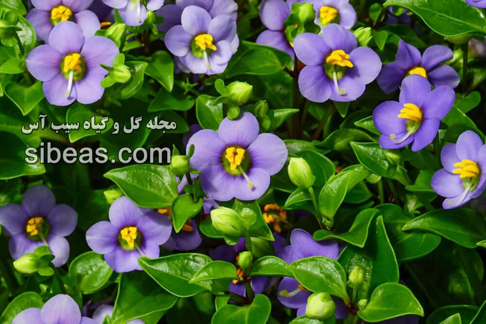 گل بنفشه ایرانی | سیب آس