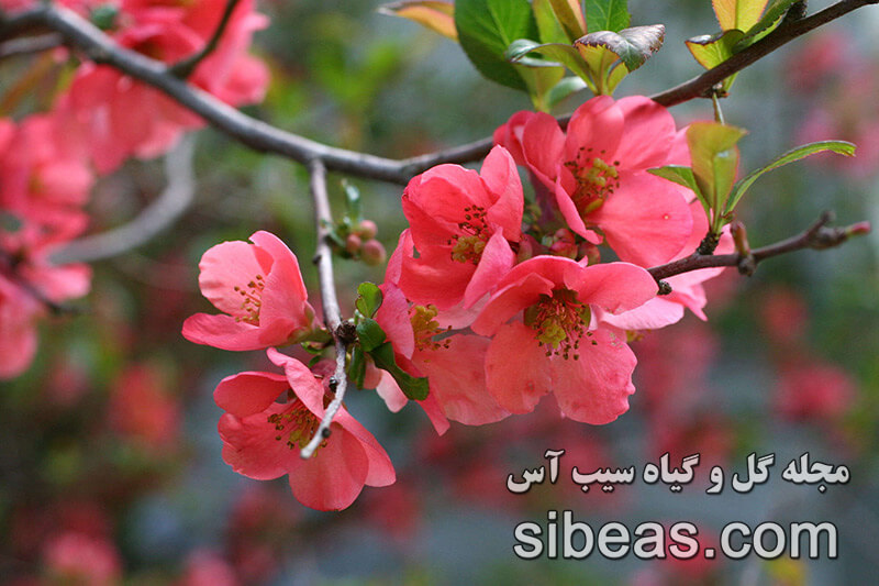 گل به ژاپنی | سیب آس