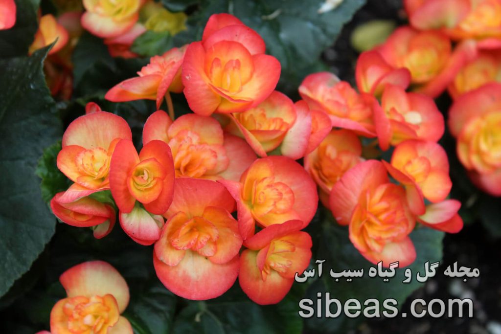 گل بگونیا هیمالیس | سیب آس