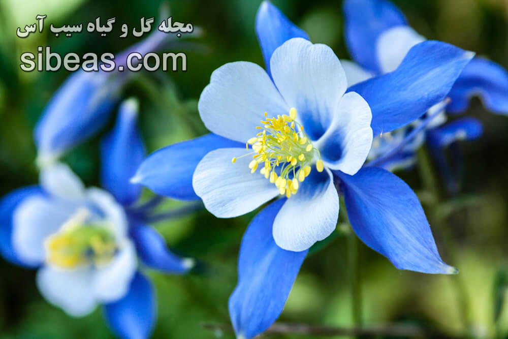 گل تاج الملوک سیبیریکا | سیب آس