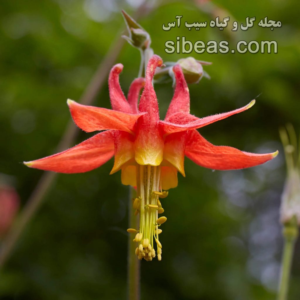 گل تاج الملوک کانادایی | سیب آس