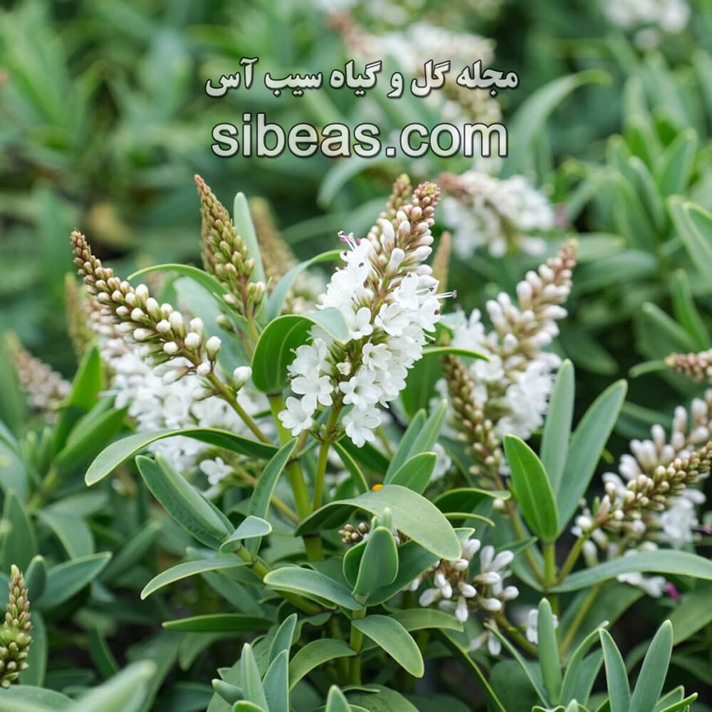 گل تره تیزک آبی - الهه جوانی | سیب آس