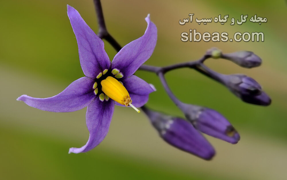 گل تلخ و شیرین | سیب آس