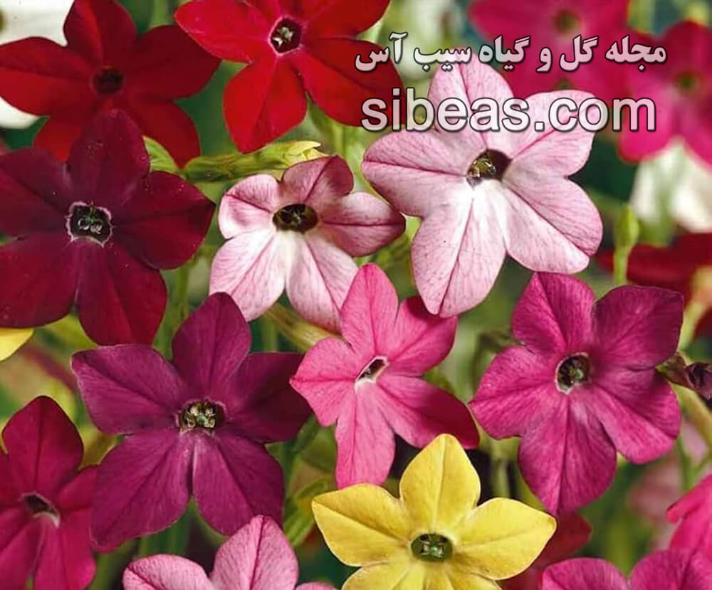 گل تنباکو زینتی | سیب آس