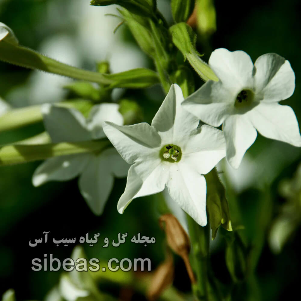 گل تنباکوی بالدار | سیب آس