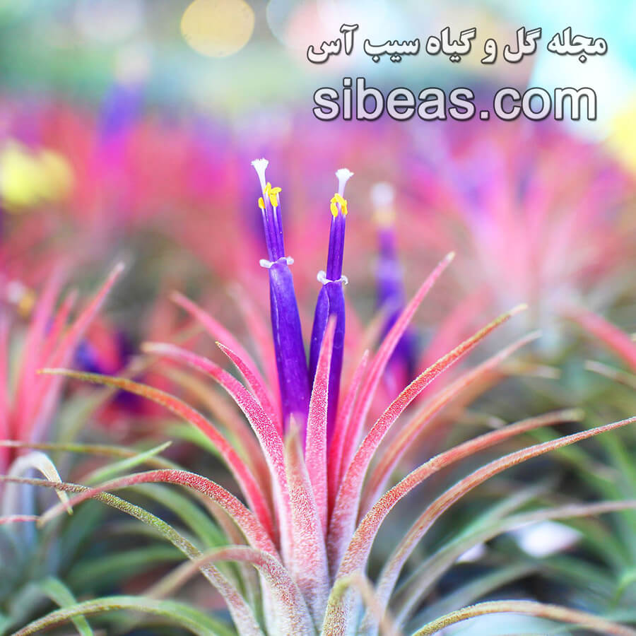 گل تیلاندزیا ایونانتا | سیب آس
