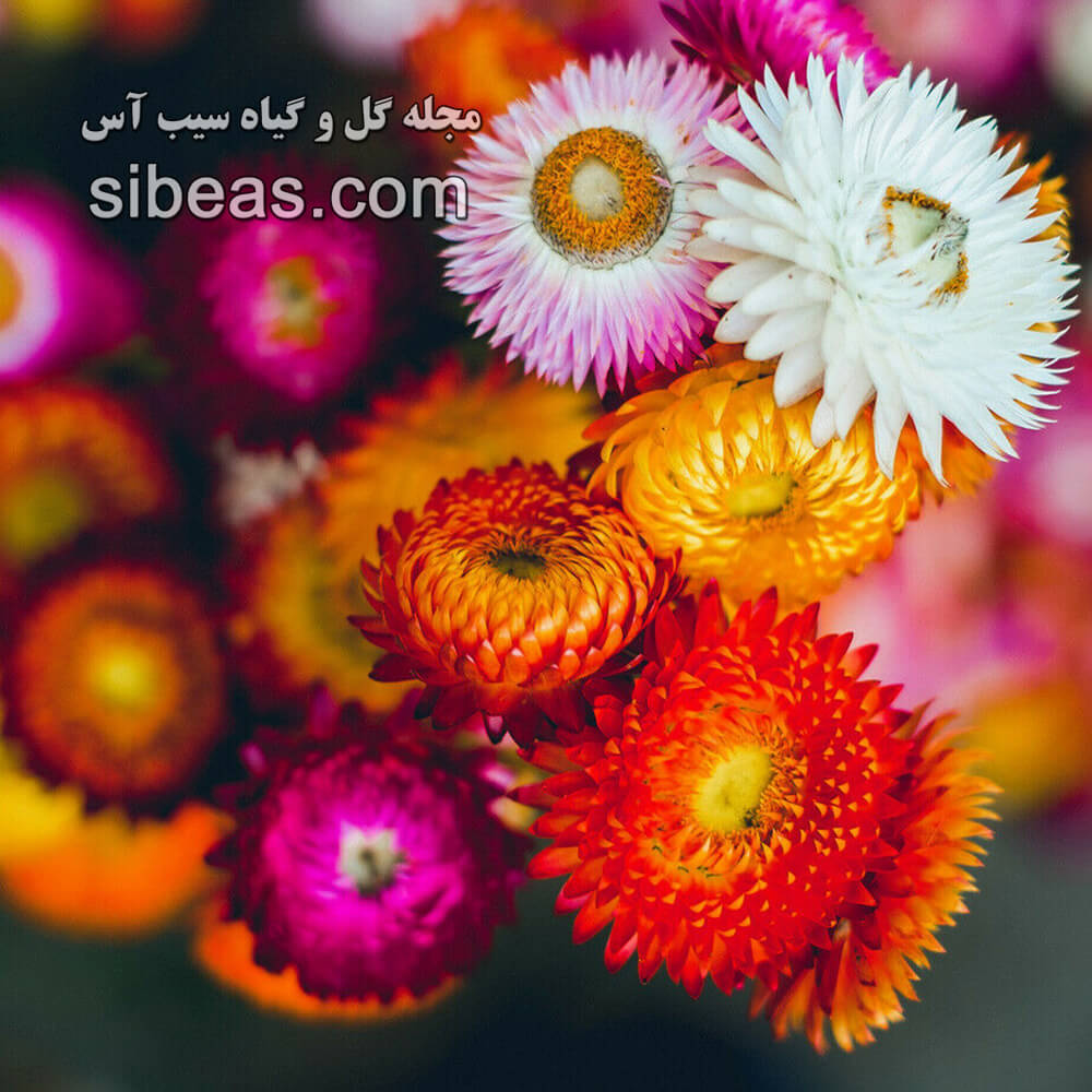 گل جاوید | سیب آس