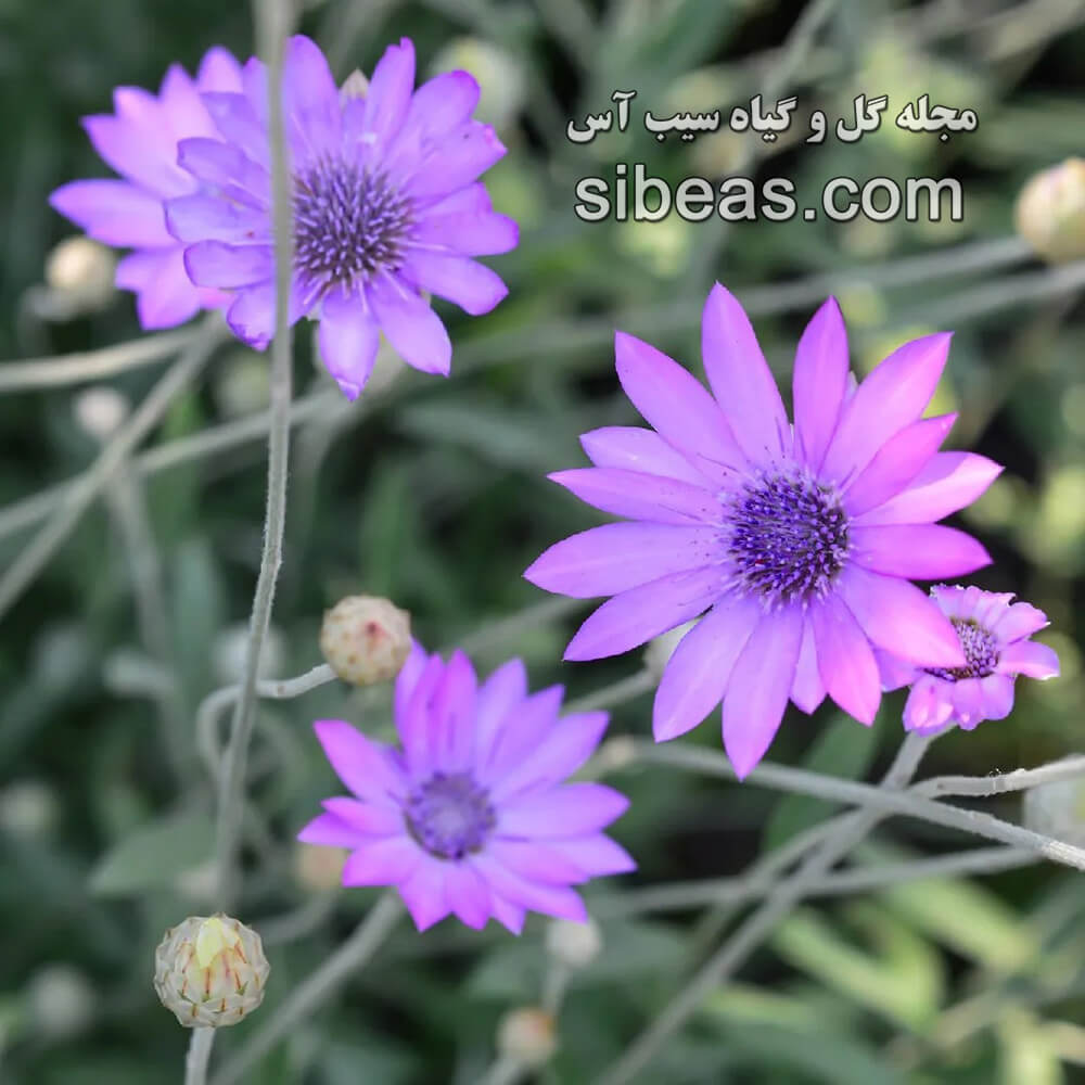 گل جاوید یا گل تکمه ای | سیب آس