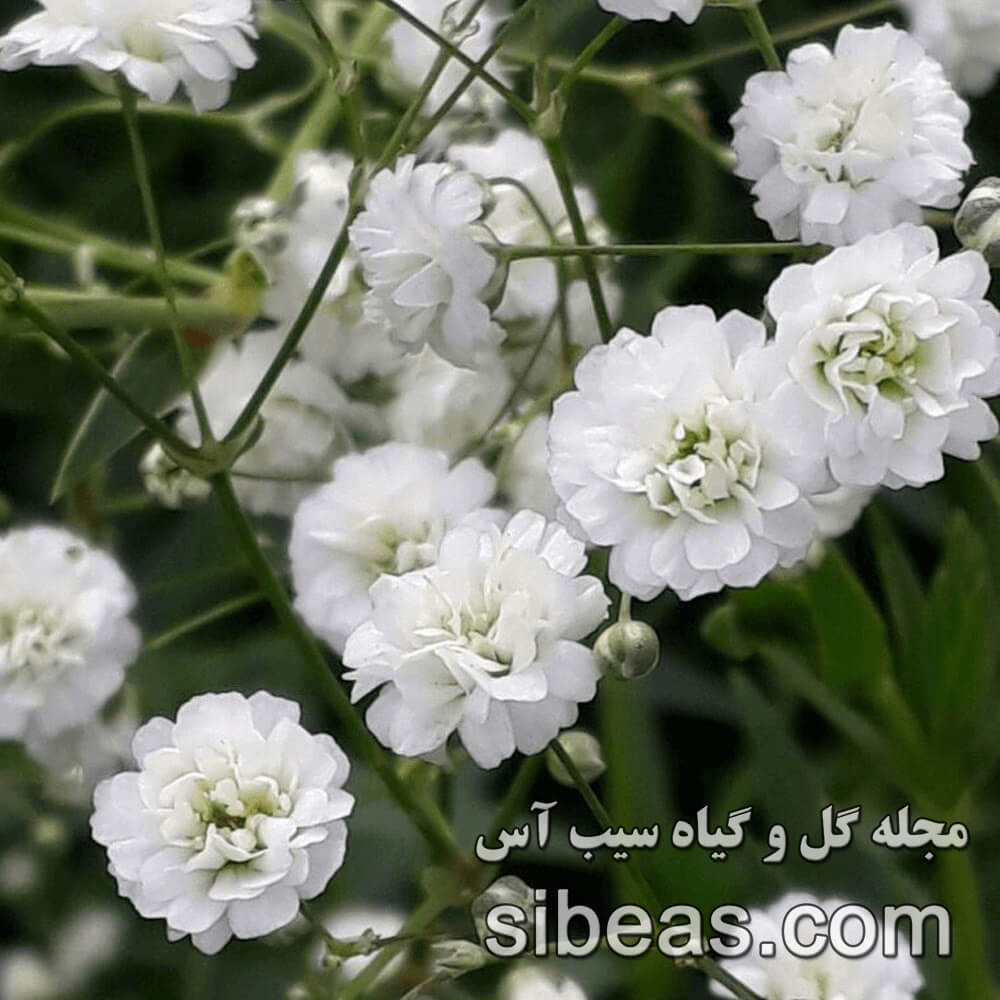 گل جیپس فلا، نفس کودک | سیب آس