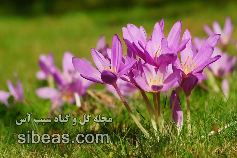 گل حسرت | سیب آس