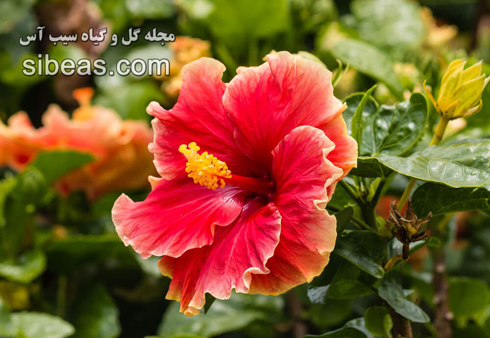 گل ختمی چینی | سیب آس
