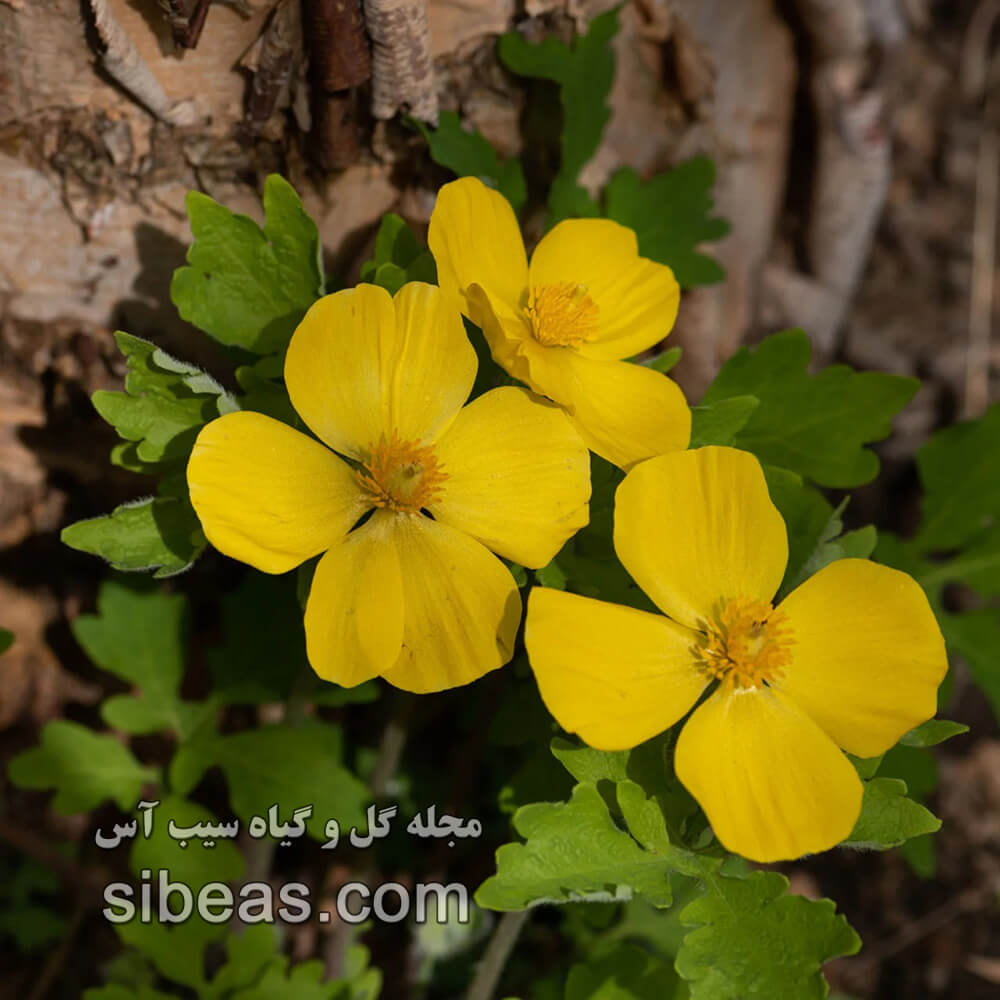 گل خشخاش کالندین / خشخاش مامیران