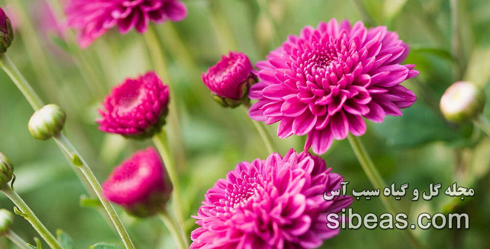 گل داوودی | سیب آس