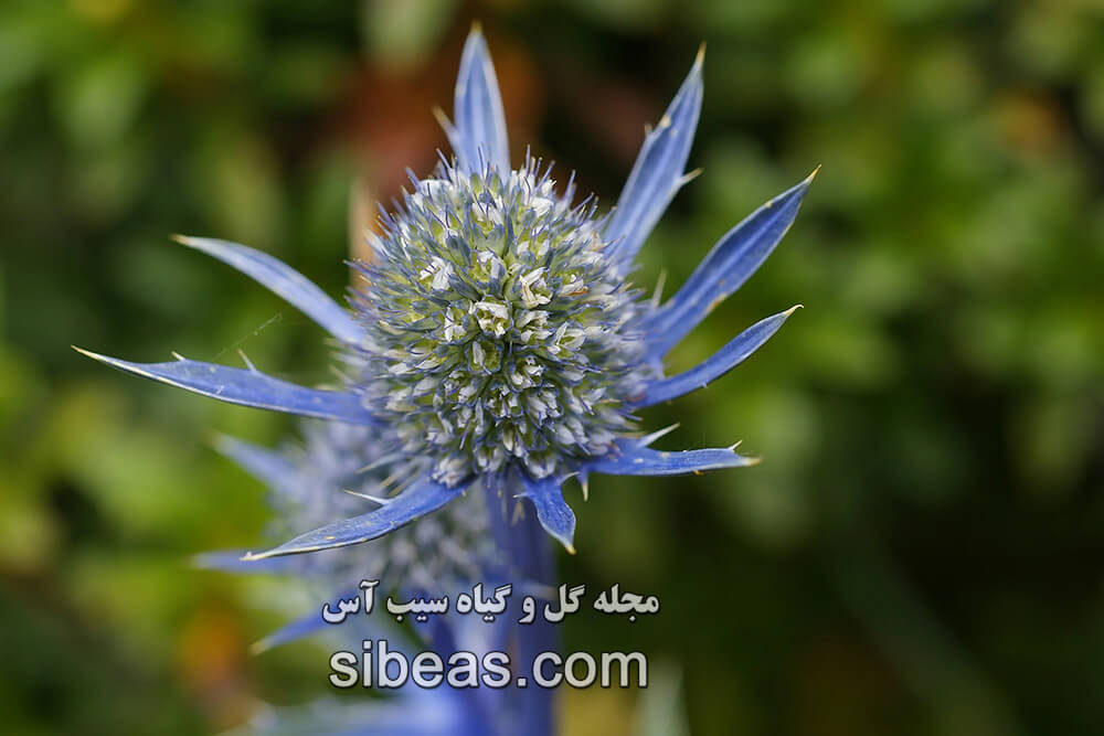 گل دریای مقدس | سیب آس