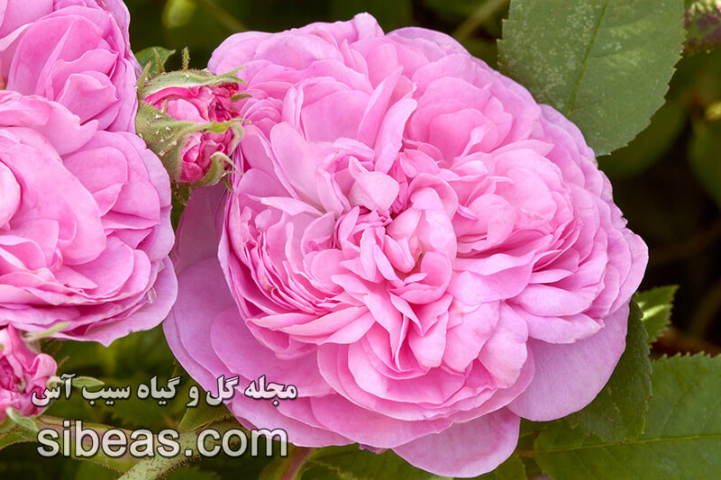گل رز سنتیفولیا | سیب آس