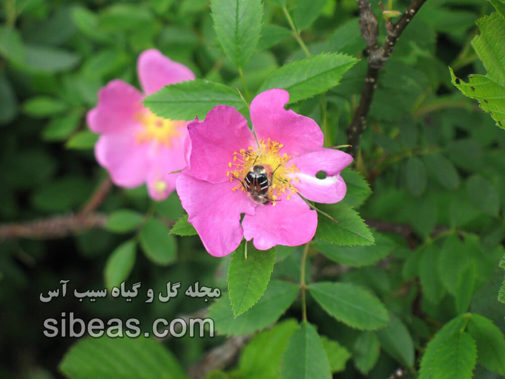 گل رزشمالی، رز تیغ دار | سیب آس