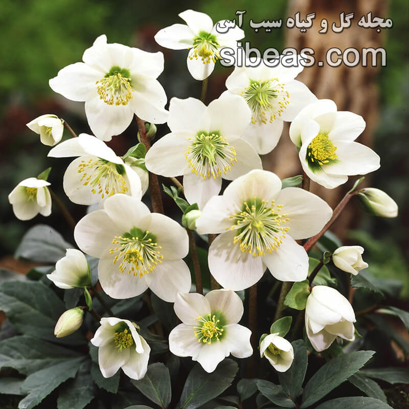 گل رز نوئل(خریق سیاه) | سیب آس