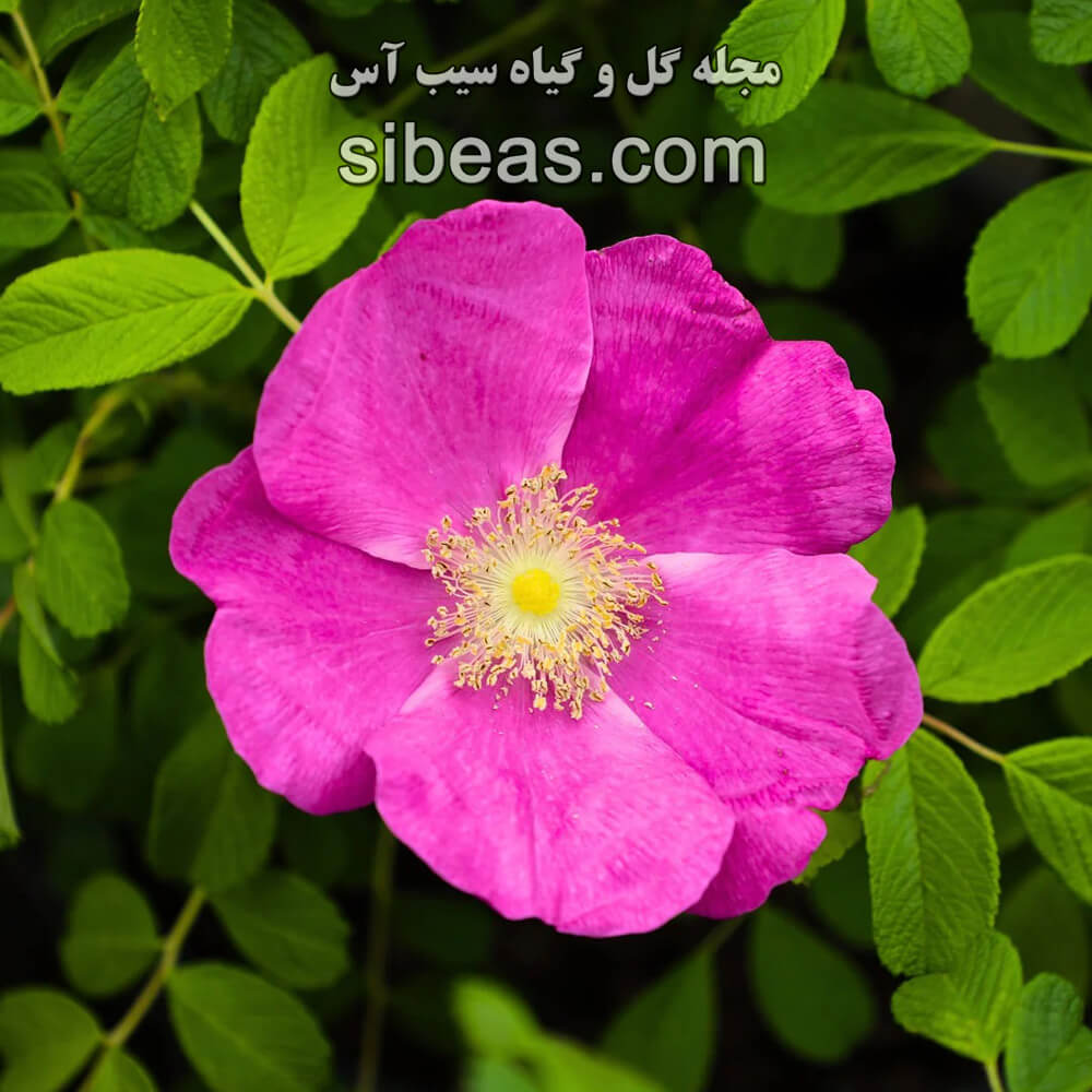 گل رز کارولینا - carolina-rose | سیب آس