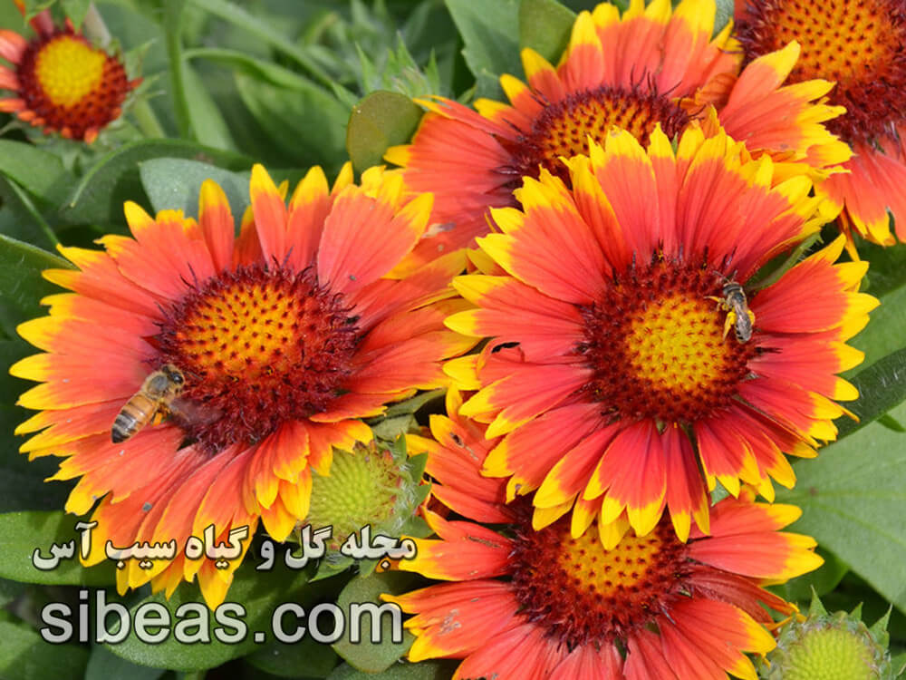 گل رعنا زیبا | سیب آس