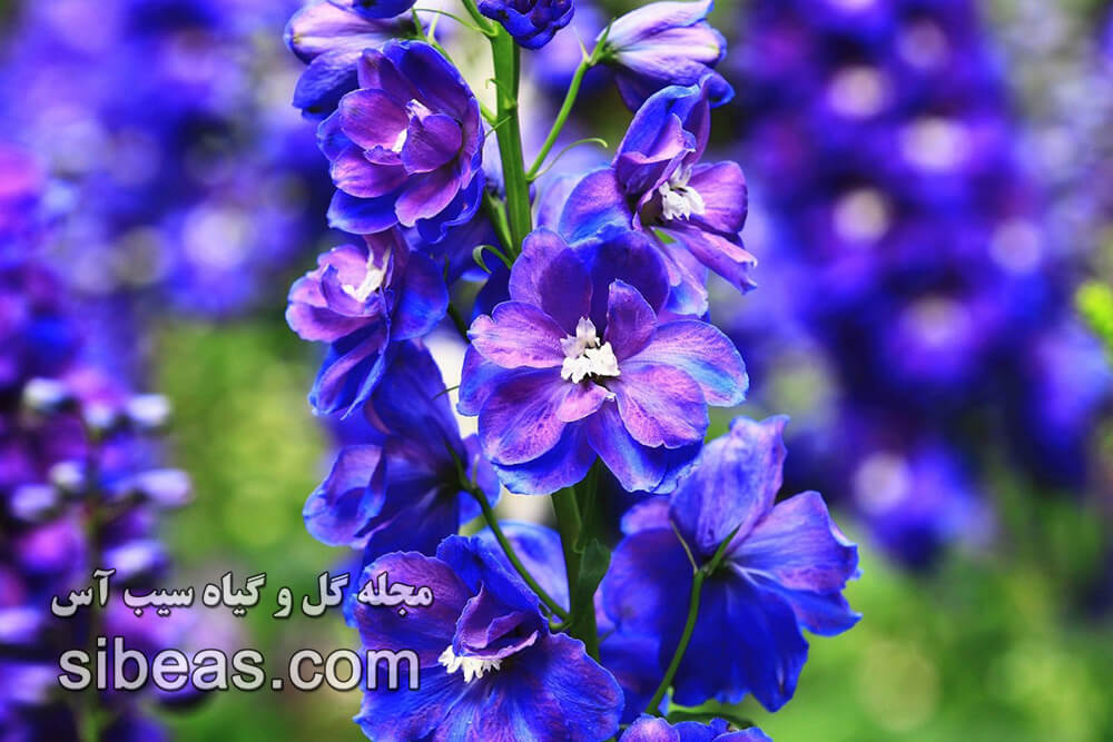 گل زبان در قفا یکساله | سیب آس