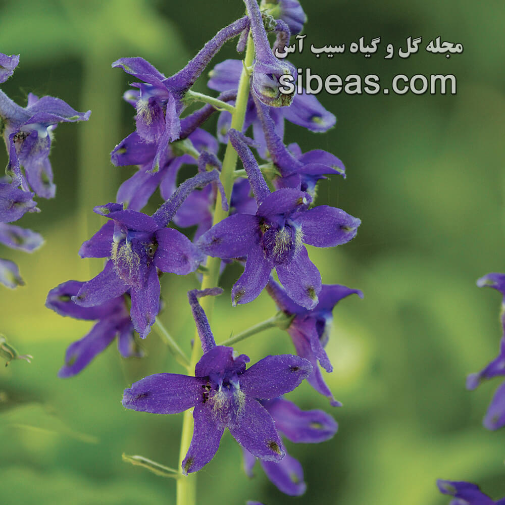 گل زبان درقفا بلند | سیب آس