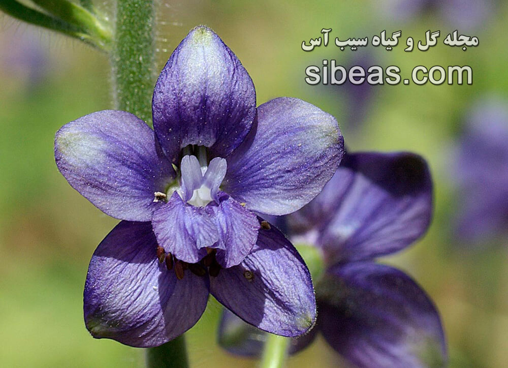 گل زبان‌ درقفا | سیب آس