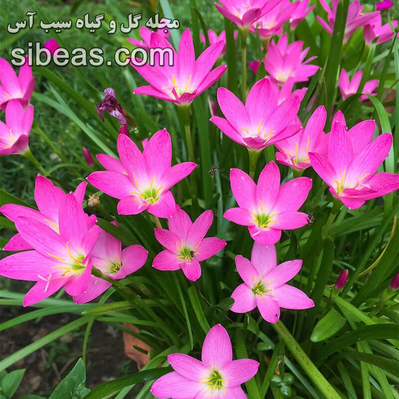گل زفیرانتس گرندیفلورا | سیب آس