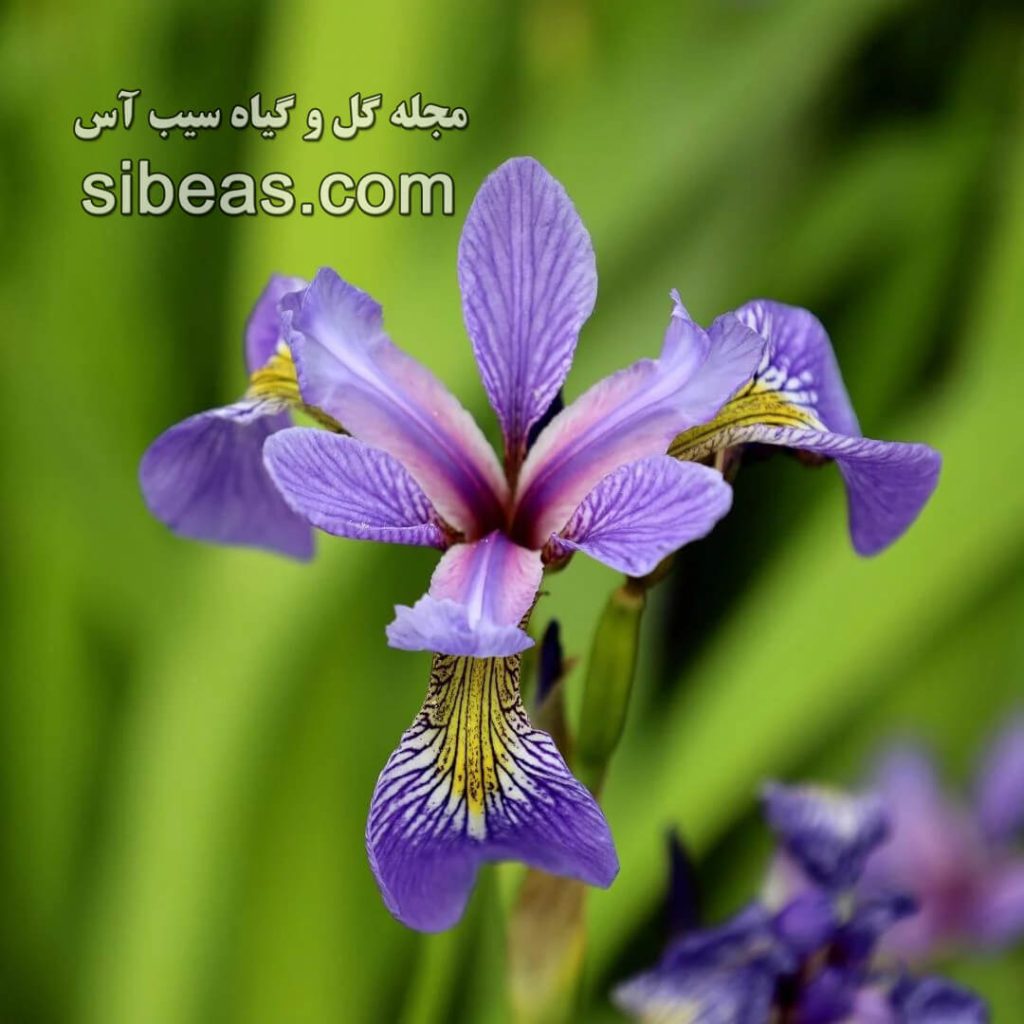 گل زنبق | سیب آس