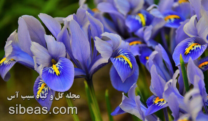 گل زنبق سنگونیا | سیب آس