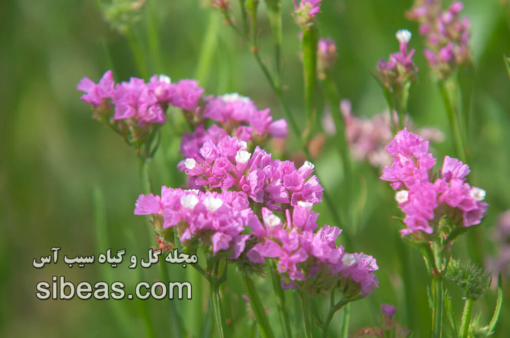گل زنبوری | سیب آس