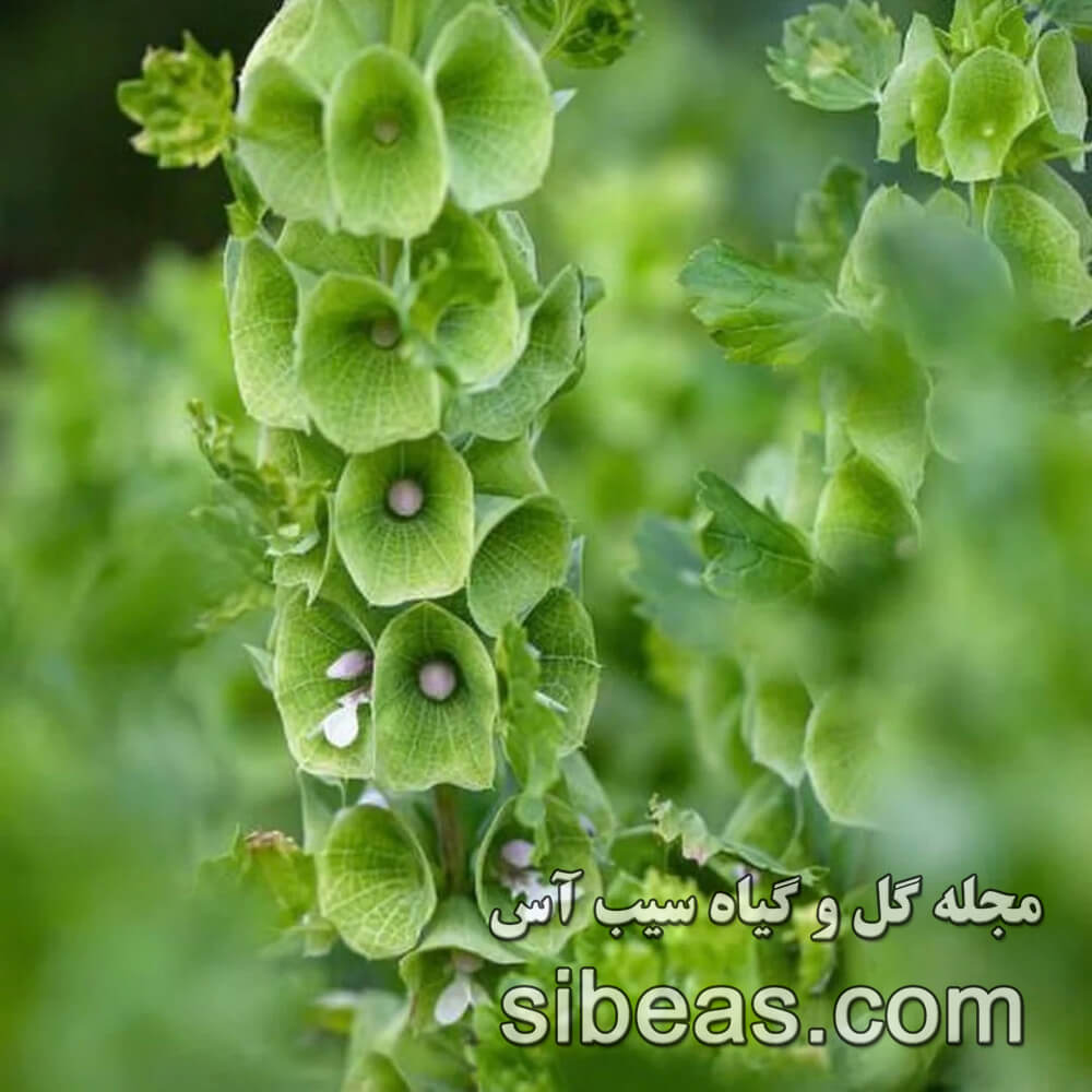 گل زنگوله ایرلندی | سیب آس
