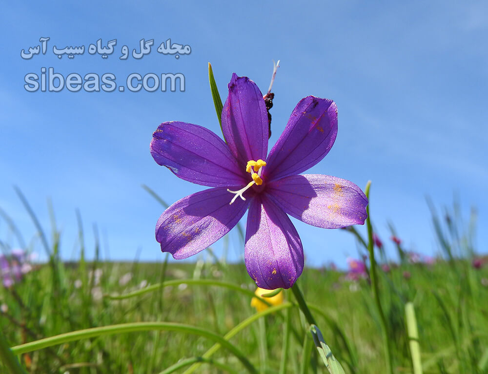 گل ساتن یا اطلس | سیب آس