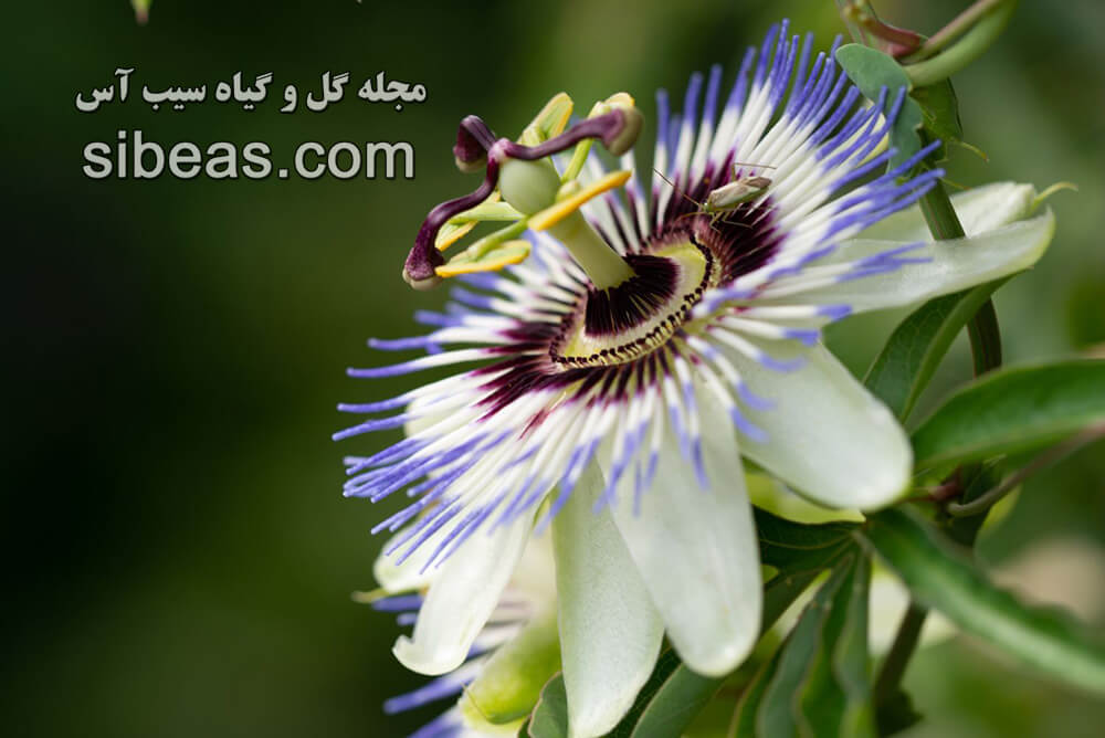 گل ساعتی | سیب آس