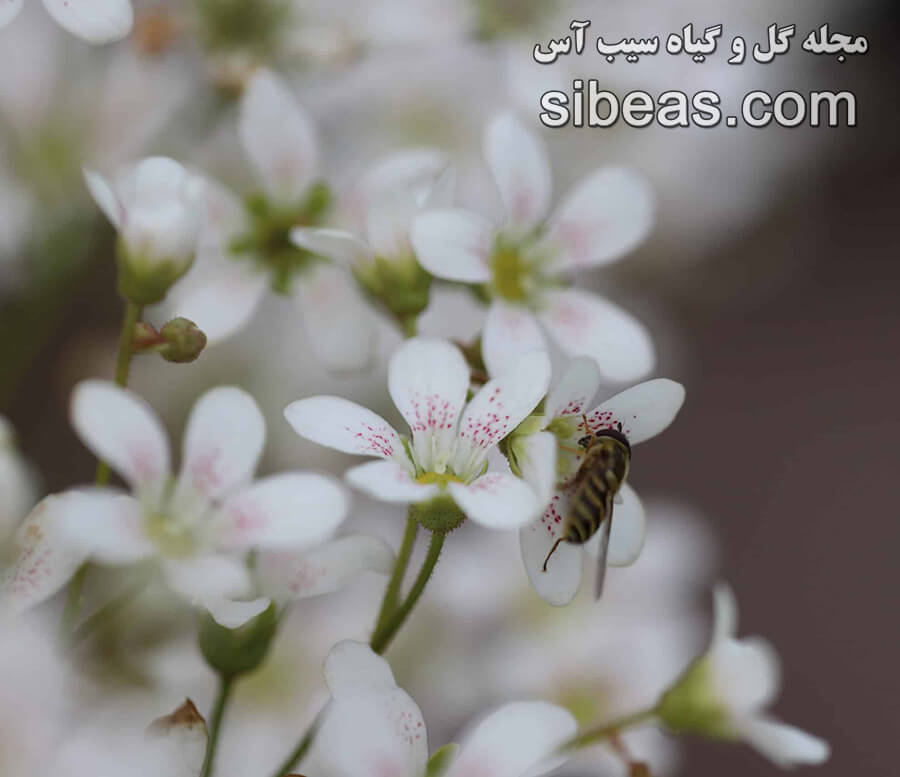 گل ساکسی فراگا کوچلئاریس | سیب آس