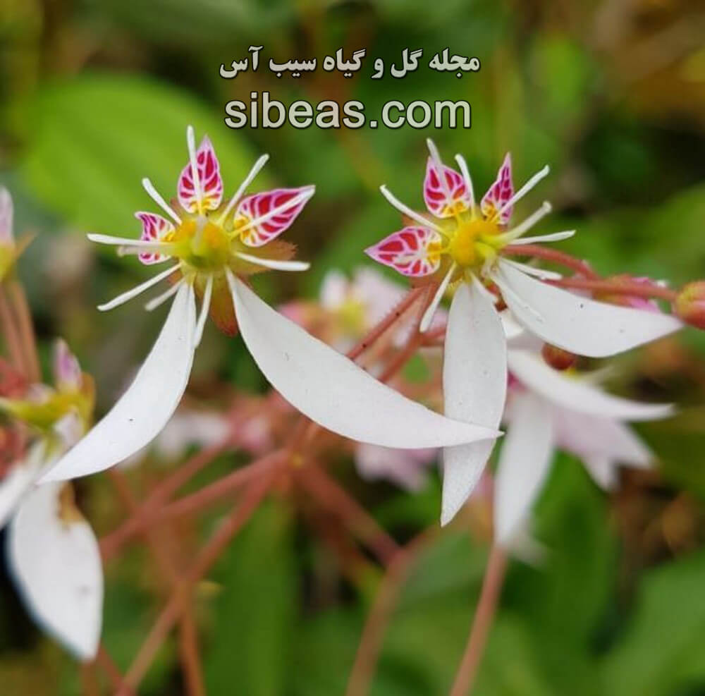 گل ساکسیفراگا استولونیفرا | سیب آس